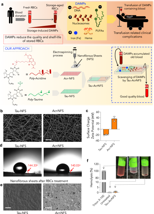 Red Blood Cell Super-Highway: Navigating the Cardiovascular System - Ask  The Scientists