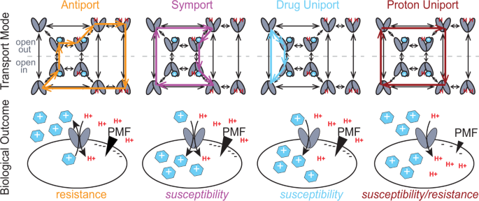 Activating alternative transport modes in a multidrug resistance ... - Nature.com