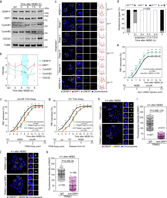 CENP-F-dependent DRP1 function regulates APC/C activity during oocyte  meiosis I | Nature Communications