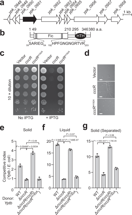 kb glutathione before and after A secreted effector with a dual role as a toxin and as a transcriptional  factor