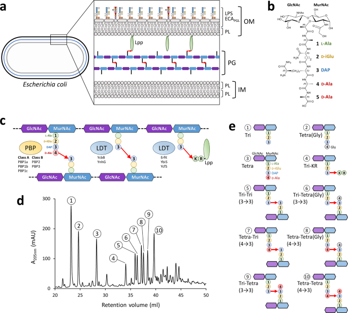 Genome-wide identification of genes required for alternative peptidoglycan  cross-linking in Escherichia coli revealed unexpected impacts of β-lactams  | Nature Communications