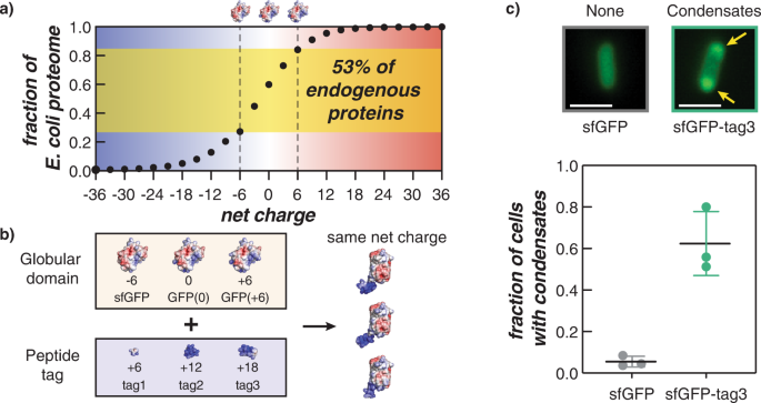 Intracellular phase separation of globular proteins facilitated by 