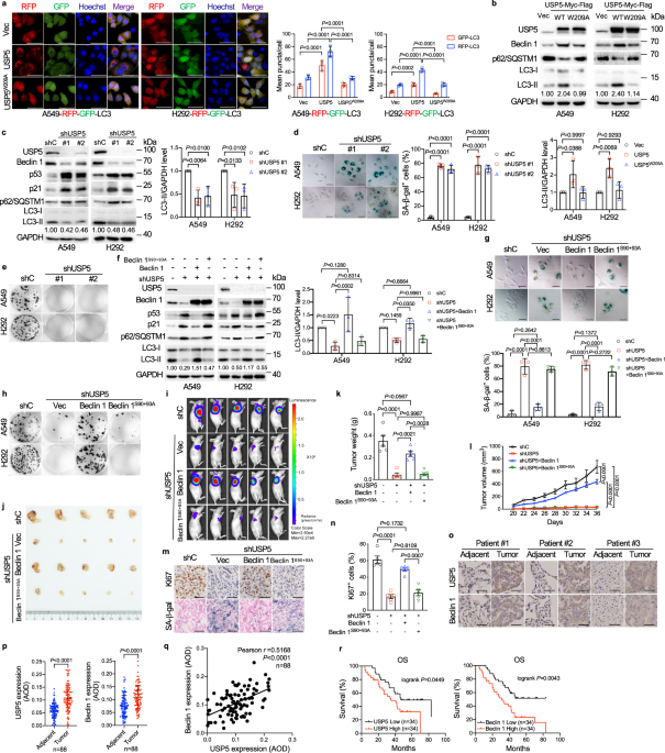 Usp5-beclin 1 axis overrides p53-dependent senescence and drives kras-induced tumorigenicity