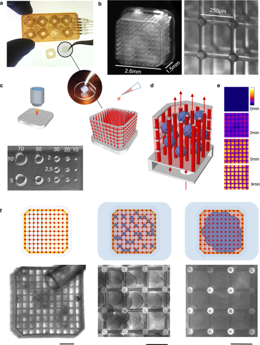 microfluidics Communications | perfused 3D soft via Large-scale synthetic Nature tissues