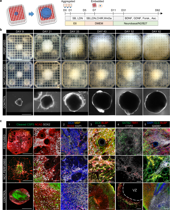 What am I doing wrong when scaling via AutoScale Lite? - Art Design Support  - Developer Forum