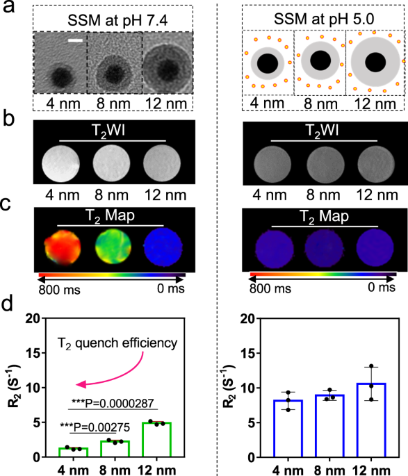 A pH-responsive T1-T2 dual-modal MRI contrast agent for cancer imaging