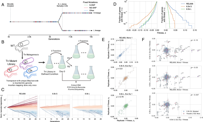 Quantifying the local adaptive landscape of a nascent bacterial ... - Nature.com