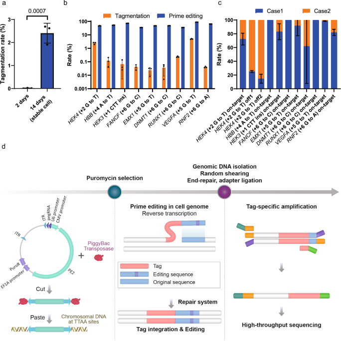 Genome-wide Mapping of Off-Target Events in Single-Stranded  Oligodeoxynucleotide-Mediated Gene Repair Experiments: Molecular Therapy