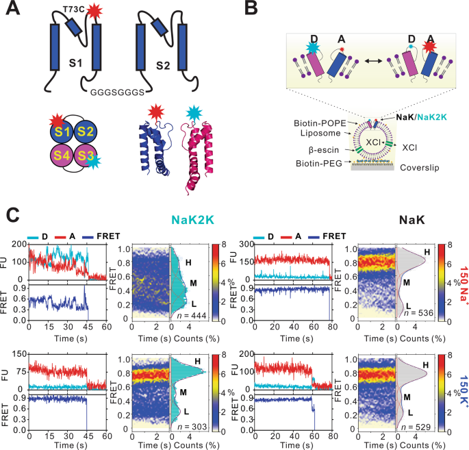 Conformational plasticity of NaK2K and TREK2 potassium channel selectivity  filters | Nature Communications