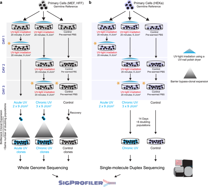 DNA damage and somatic mutations in mammalian cells after irradiation with a nail polish dryer | Nature Communications DNA damage and somatic mutations in mammalian cells after irradiation with a nail polish dryer | Nature Communications