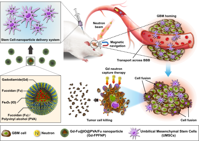 Stem cell therapy for your health: 4 things you need to know