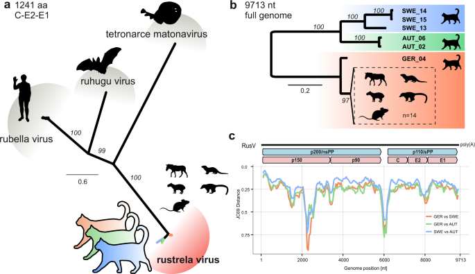 Mystery of fatal 'staggering disease' unravelled: novel rustrela virus  causes severe meningoencephalomyelitis in domestic cats | Nature  Communications