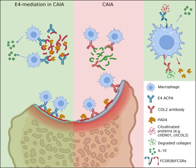 Frontiers  Citrullination of Proteins as a Specific Response