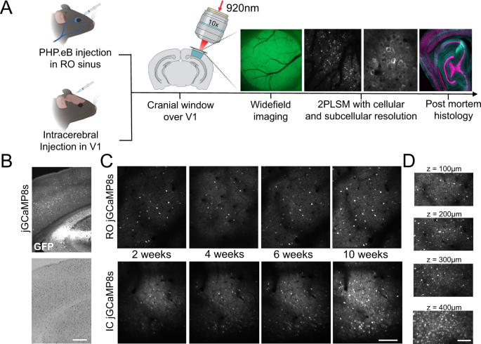 https://media.springernature.com/m685/springer-static/image/art%3A10.1038%2Fs41467-023-36324-3/MediaObjects/41467_2023_36324_Fig1_HTML.png