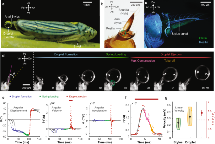 Droplet superpropulsion in an energetically constrained insect - Nature Communications