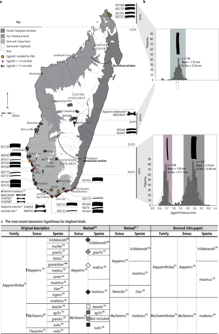 Molecular exploration of fossil eggshell uncovers hidden lineage of ... - Nature.com