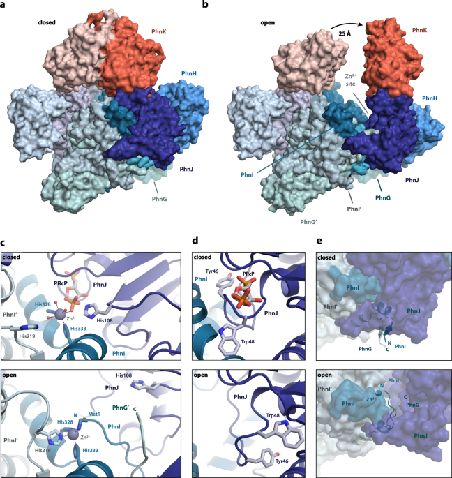 A Carbon-Phosphorus Bond in Nature