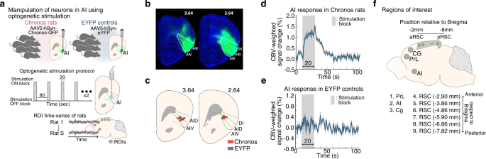 Optogenetic stimulation of anterior insular cortex neurons in male rats reveals causal mechanisms underlying suppression of the default mode network by the salience network