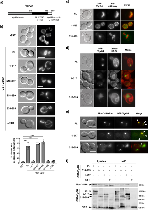 A trans-kingdom T6SS effector induces the fragmentation of the ... - Nature.com