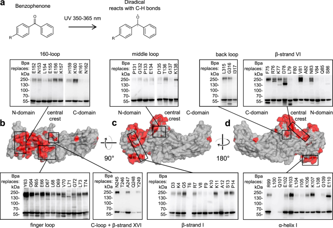 Structural details of a Class B GPCR-arrestin complex revealed by