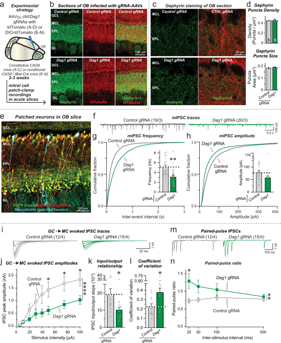 Neurexin-3 subsynaptic densities are spatially distinct from Neurexin-1 and  essential for excitatory synapse nanoscale organization in the hippocampus