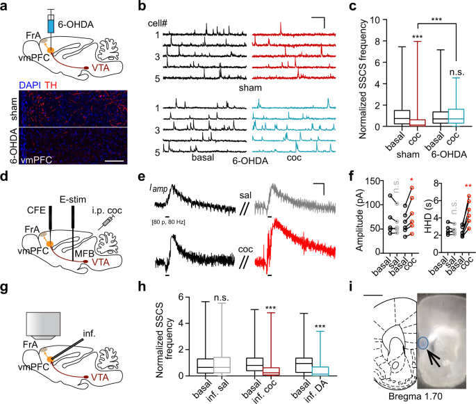 Effects of local perfusion of alpha-methyl-p-tyrosine (AMPT; 100 µM) on