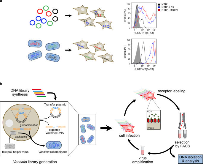 A Vaccinia-based system for directed evolution of GPCRs in ... - Nature.com