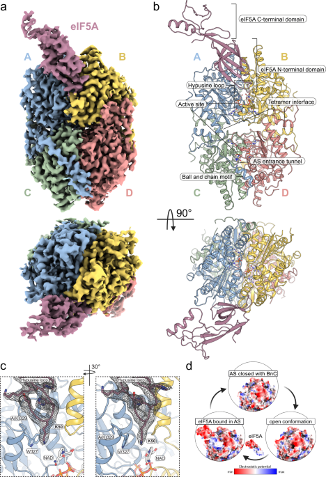 Cryo-EM structure of human eIF5A-DHS complex reveals the molecular basis of  hypusination-associated neurodegenerative disorders