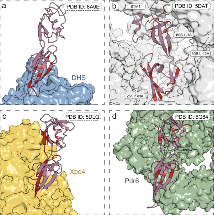 Cryo-EM structure of human eIF5A-DHS complex reveals the molecular basis of  hypusination-associated neurodegenerative disorders