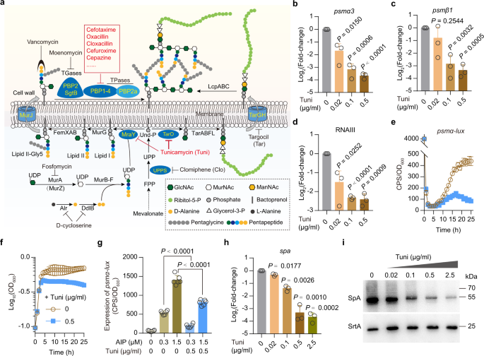 Modulation of MRSA virulence gene expression by the wall teichoic ... - Nature.com