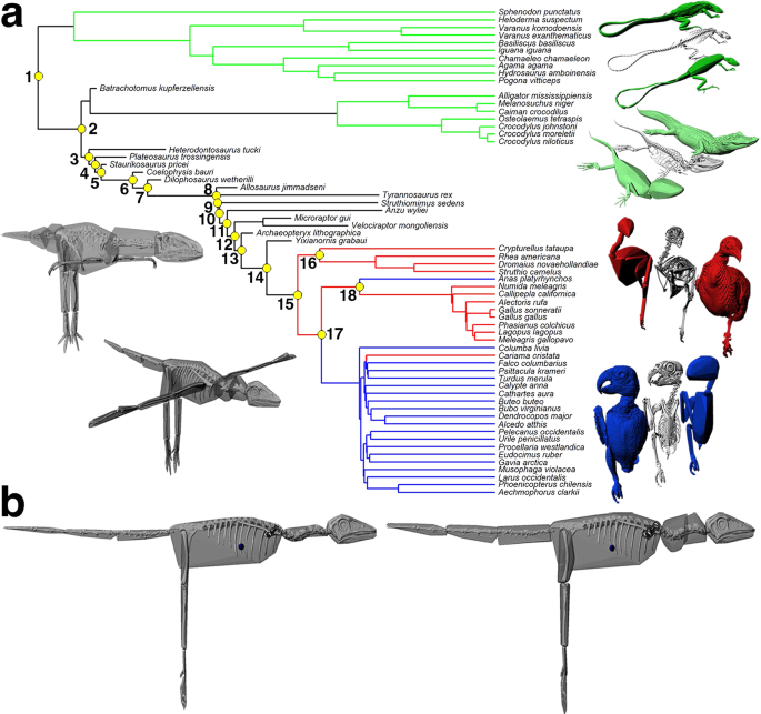 It is accepted that non-avian theropod dinosaurs, with their long muscular tails and small forelimbs, had a centre-of-mass close to the hip, while ext