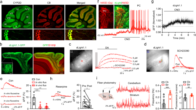 Purkinje cell dopaminergic inputs to astrocytes regulate  cerebellar-dependent behavior