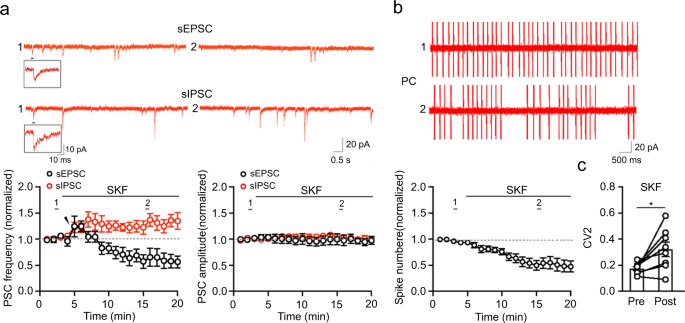 Purkinje cell dopaminergic inputs to astrocytes regulate  cerebellar-dependent behavior