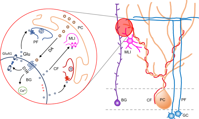 Purkinje cell dopaminergic inputs to astrocytes regulate  cerebellar-dependent behavior