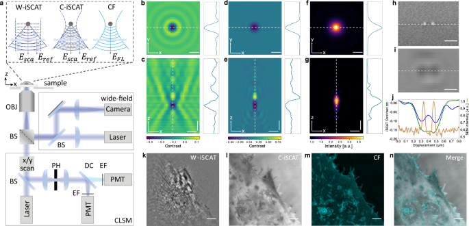 Confocal microscope imaging improved with beam shaping – Precision Laser  Scanning