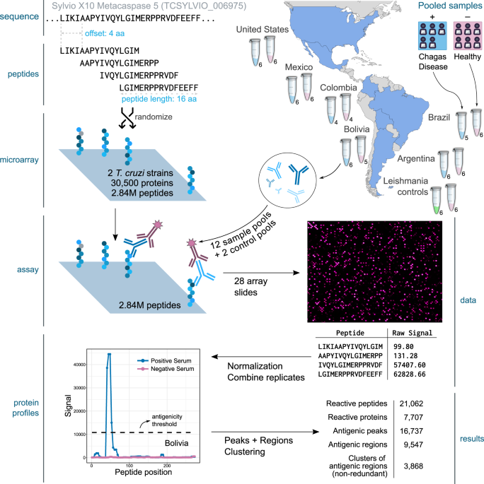 Frontiers  Trypanosoma cruzi Genomic Variability: Array