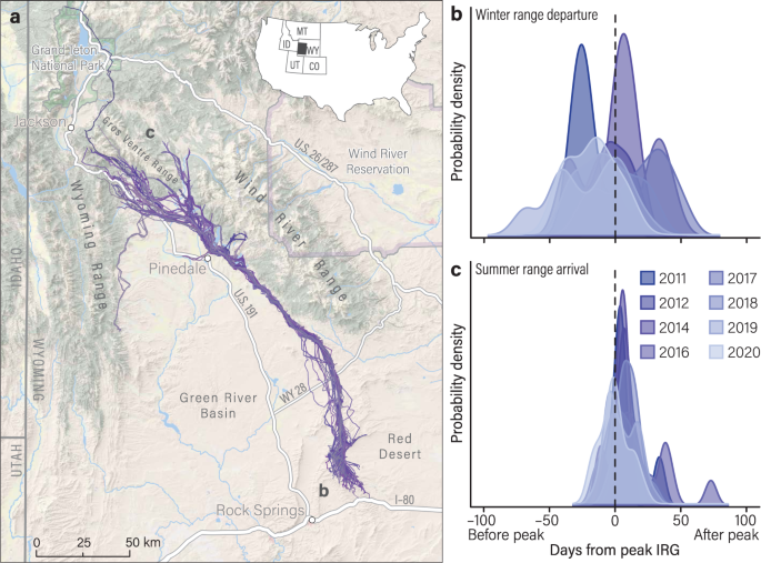 Migrating mule deer compensate en route for phenological mismatches
