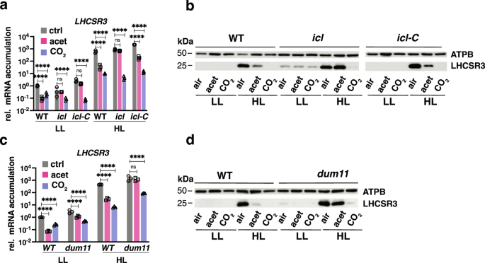 Light-independent regulation of algal photoprotection by CO2 availability