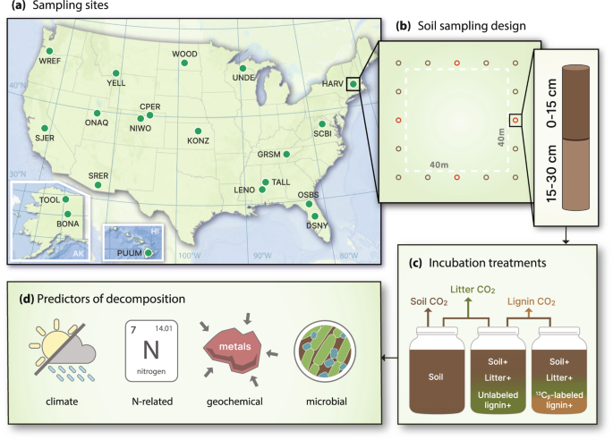Contrasting geochemical and fungal controls on decomposition of lignin and soil carbon at continental scale