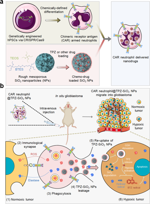 CAR-neutrophil mediated delivery of tumor-microenvironment