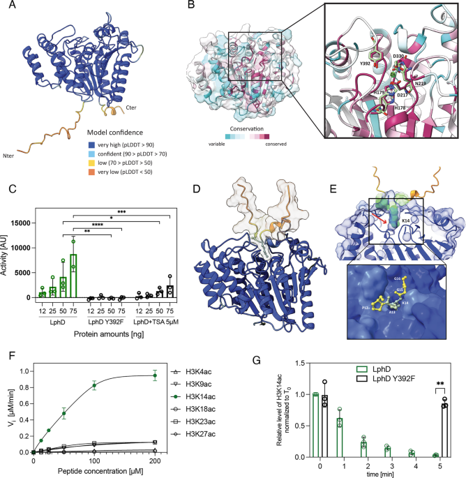 Legionella para-effectors target chromatin and promote bacterial ... - Nature.com