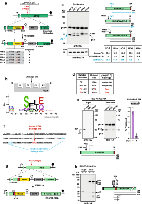 Plasmepsin X activates the PCRCR complex of Plasmodium ... - Nature.com