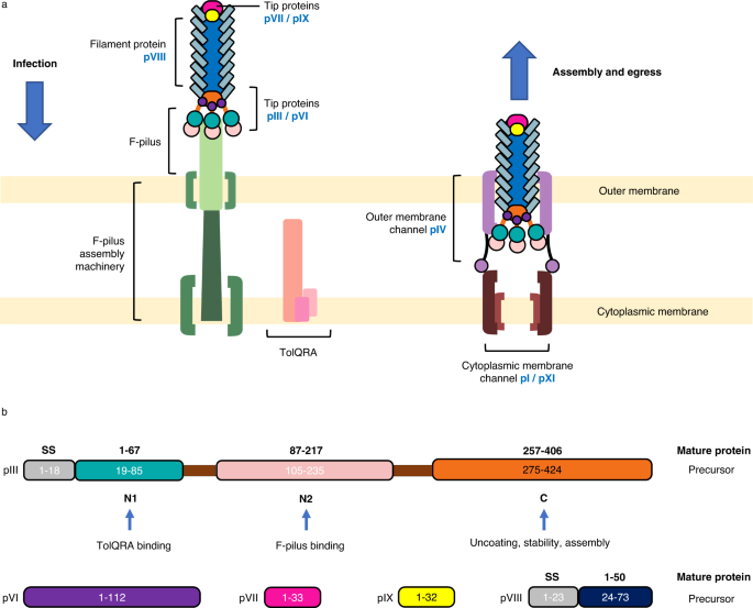 Cryo-electron microscopy of the f1 filamentous phage reveals insights into viral infection and assembly | Nature Communications mahle-original-lx-3295-8-air-filter-filter-insert-ml-performance