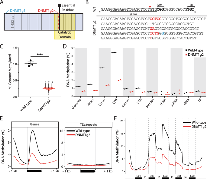 Dnmt1 mutant ants develop normally but have disrupted oogenesis