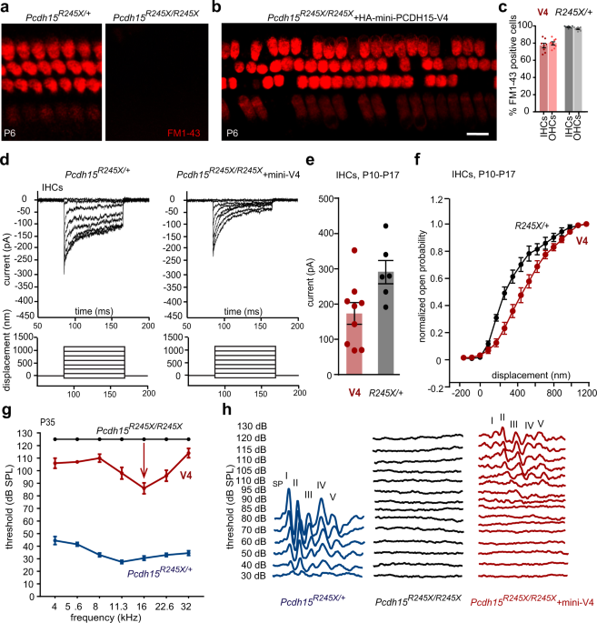 Mini-PCDH15 gene therapy rescues hearing in a mouse model of Usher syndrome  type 1F