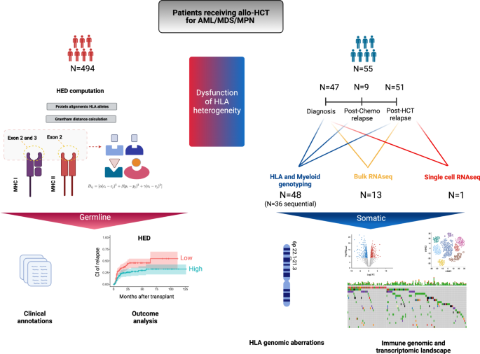 PDF) Age-related immune cell dynamics influence outcomes after allogeneic  haematopoietic cell transplantation