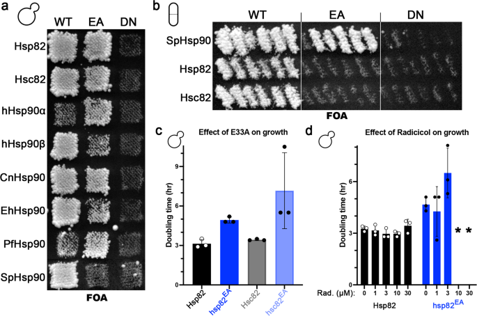 Nucleotide exchange is sufficient for hsp90 functions in vivo