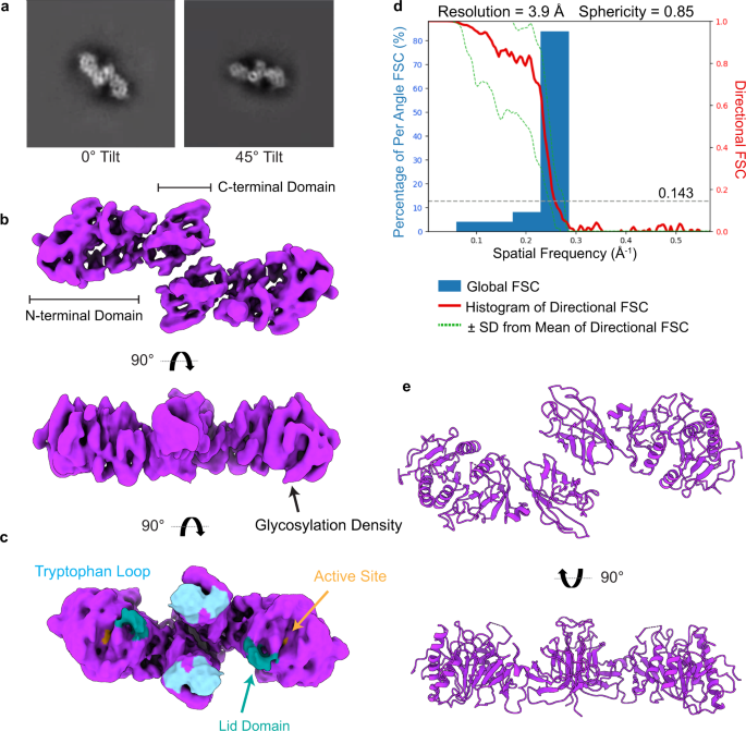 Structure of dimeric lipoprotein lipase reveals a pore adjacent to the active site | Nature Communications Structure of dimeric lipoprotein lipase reveals a pore adjacent to the active site | Nature Communications