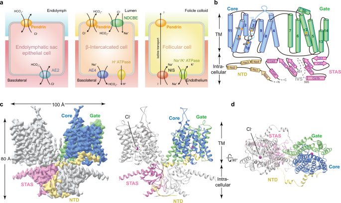 Asymmetric pendrin homodimer reveals its molecular mechanism as anion  exchanger | Nature Communications