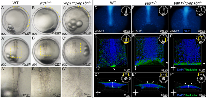 A Yap-dependent mechanoregulatory program sustains cell migration for  embryo axis assembly | Nature Communications